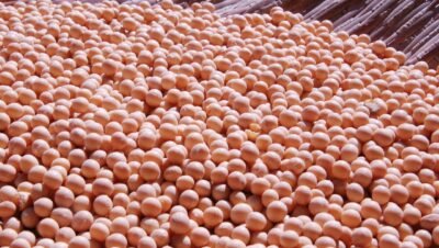 Como o tratamento de semente de soja influencia a nodulação